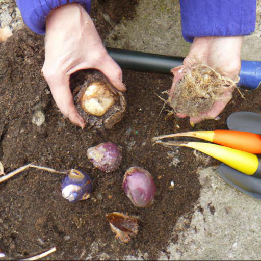 How to prepare for lifting and dividing spring bulbs