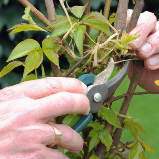 How to prune clematis