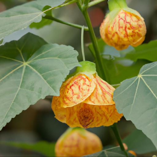 How to use abutilon kentish belle in landscaping