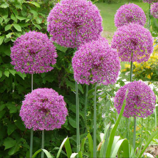 How to use allium giganteum twinkling stars in landscaping