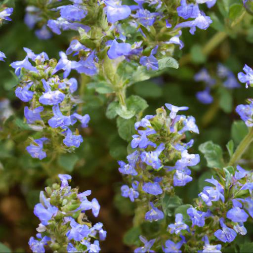 How to use chaenorhinum origanifolium blue dream