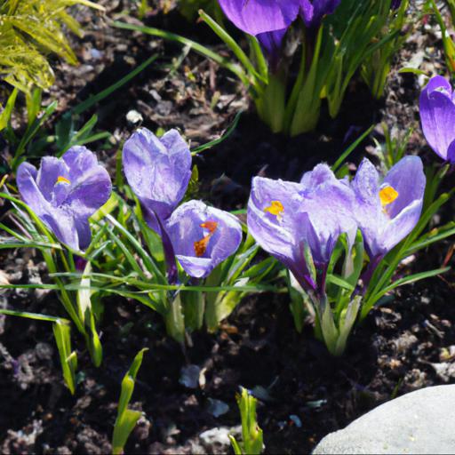 How to use crocus vernus pickwick in landscaping