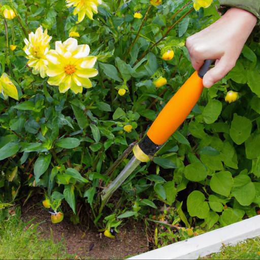 How to use dahlia yellow hammer in your garden