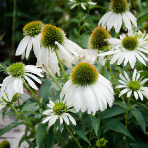 How to use echinacea purpurea white swan