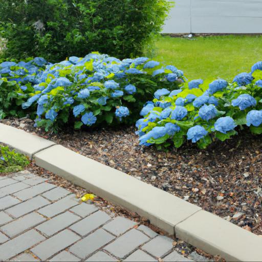 How to use hydrangea blue deckle in landscaping