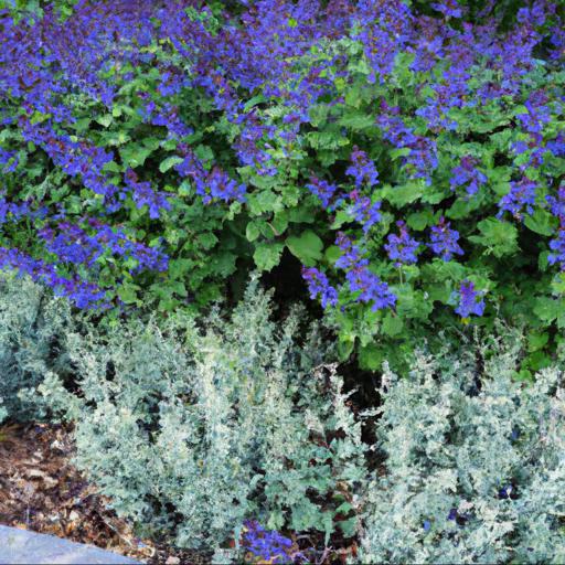 How to use nepeta nervosa blue moon in landscaping