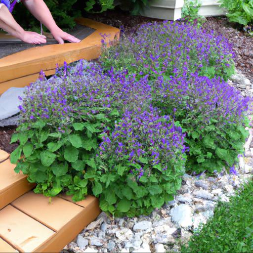 How to use nepeta six hills giant in landscaping