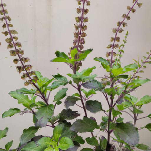 How to use ocimum tenuiflorum in your diet