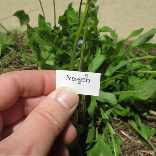 Identifying common garden weeds