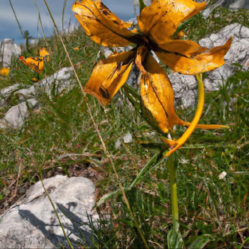 Lilium salterello's role in the ecosystem