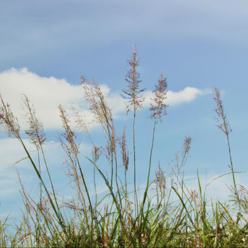 Maintenance tips for panicum virgatum prairie sky