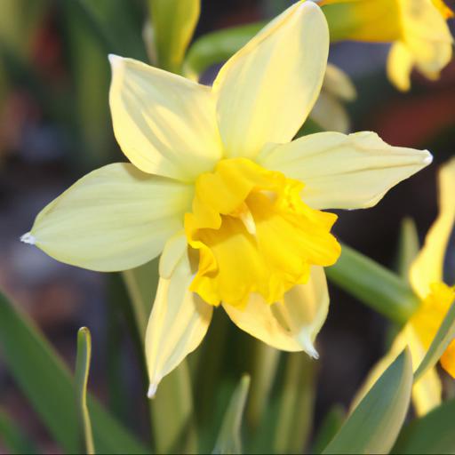 Narcissus hazel winslow's legacy