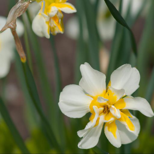 Narcissus spellbinder tips and tricks: how to get the most out of it