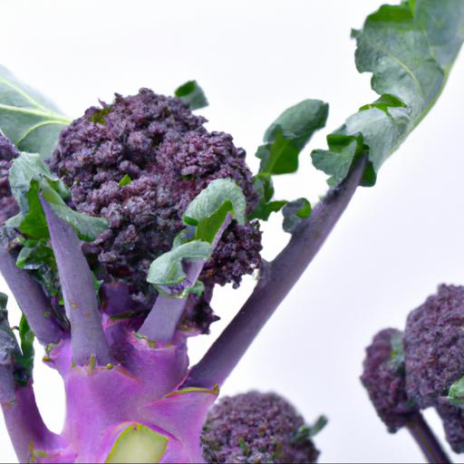 Nutritional benefits of brassica oleracea var