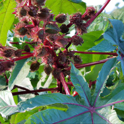 Nutritional benefits of ricinus communis