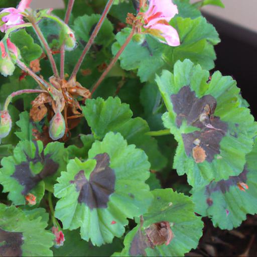 Pests and diseases of geranium elke: how to protect your plants