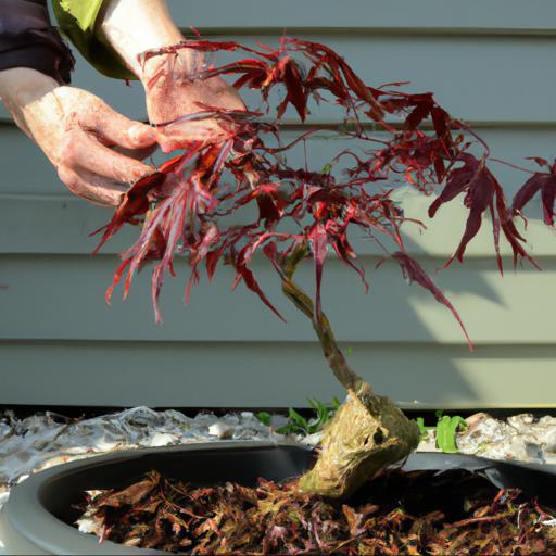 Planting and care tips for acer palmatum osakazuki