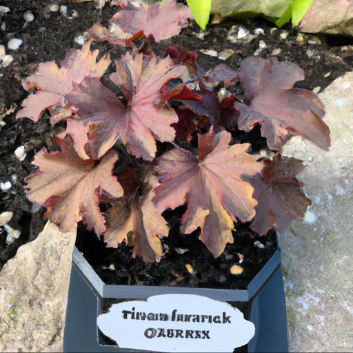 Planting and care tips for heuchera blackout