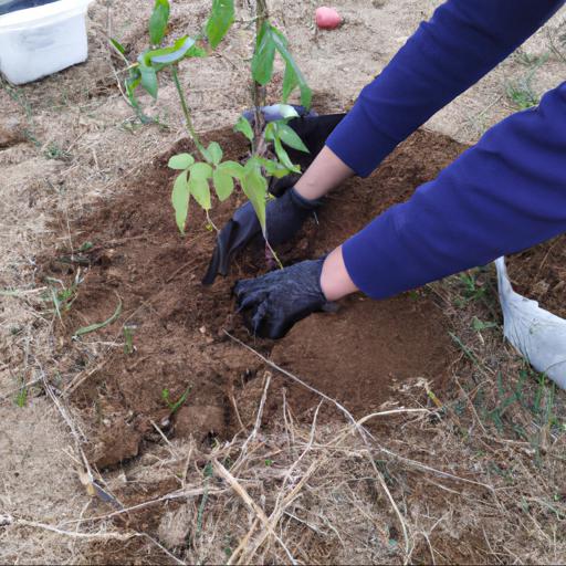 Planting and caring for tomatoes