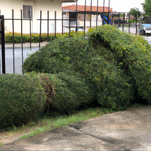 Reasons for moving shrubs