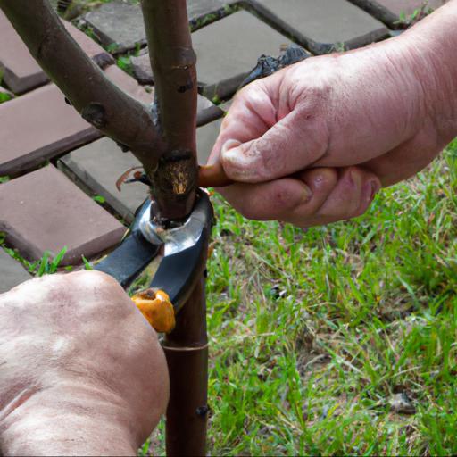 Step by step guide to training a fruit tree