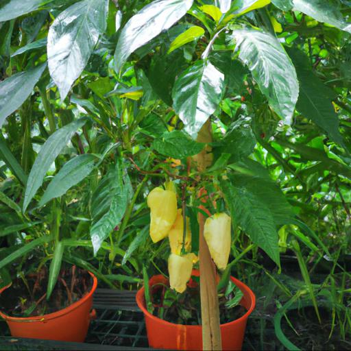 The benefits of growing capsicum annum medusa