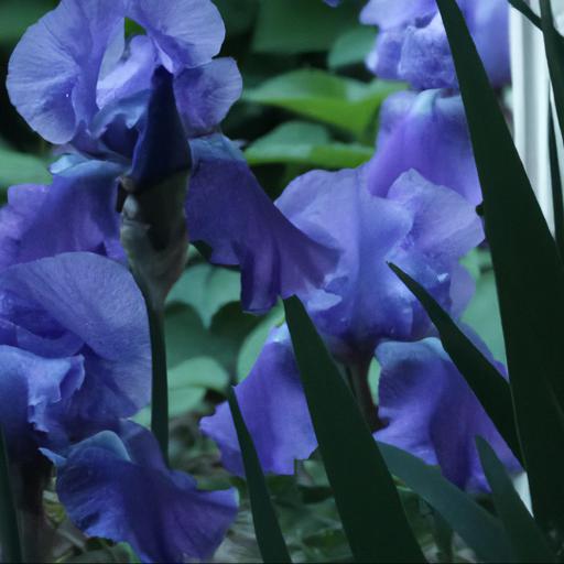 The benefits of growing iris ciel et mer