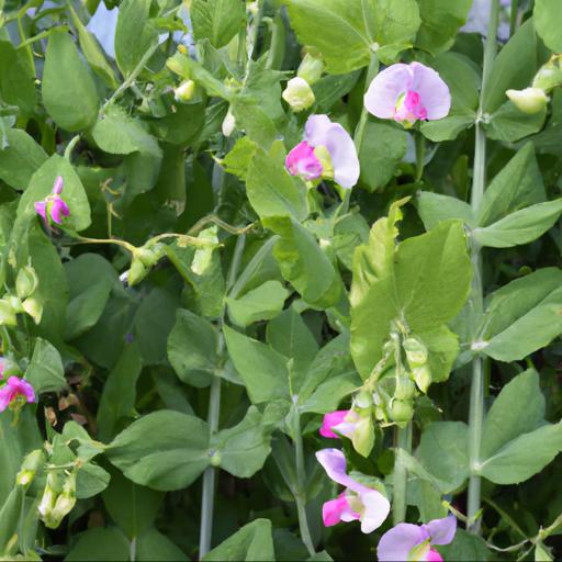 The benefits of growing lathyrus odoratus erewhon