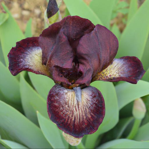 The benefits of iris sable: what are the advantages