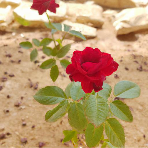 The best roses for sandy soil