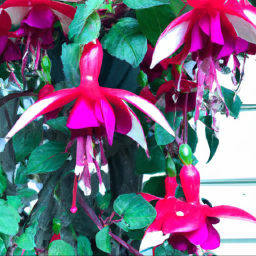 The challenges faced by fuchsia celia smedley and how she overcame them