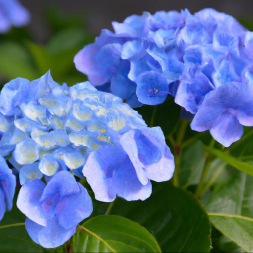 The history of hydrangea: you and me passion blue