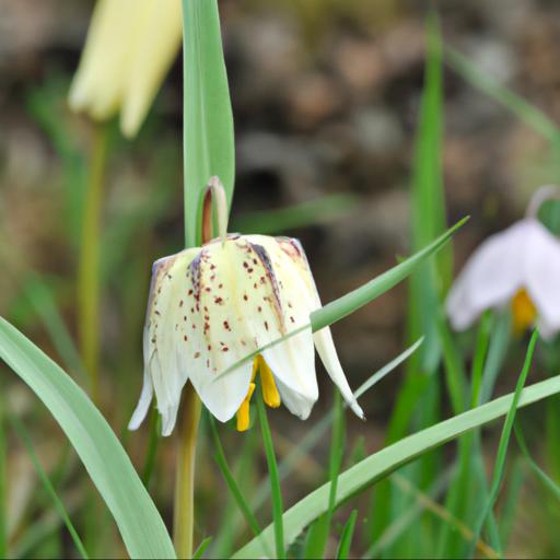 The history of narcissus jack snipe