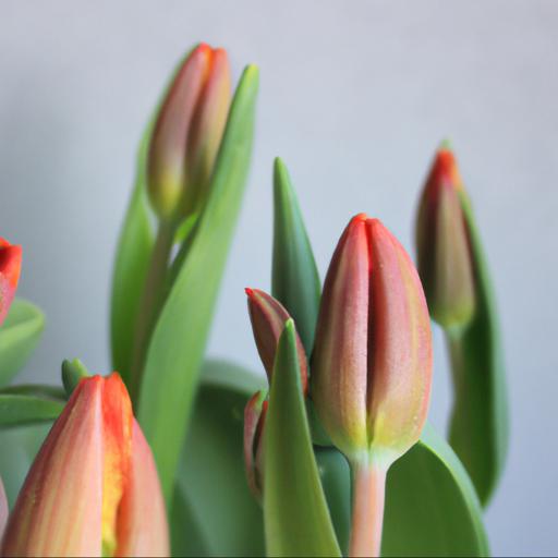 Tips for growing and caring for tulips