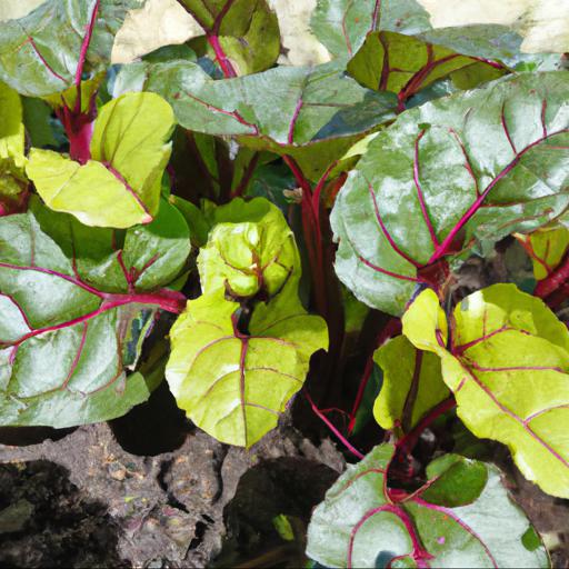 Tips for growing beta vulgaris red ace