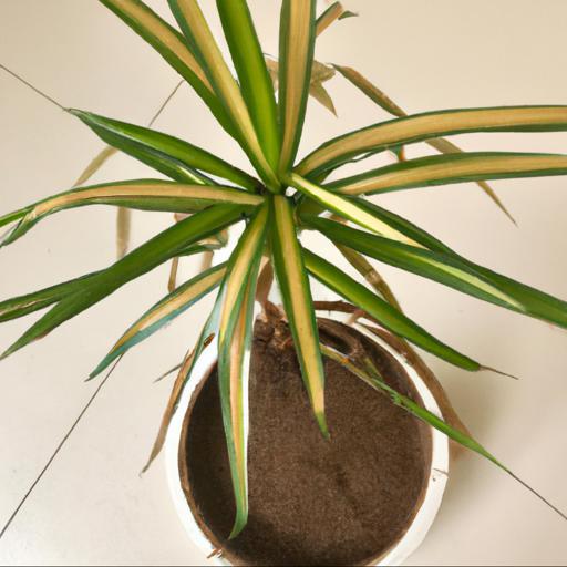 Tips for growing dracaena marginata