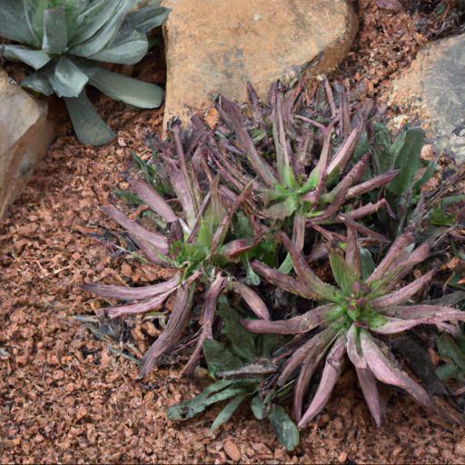 Tips for growing drought tolerant plants