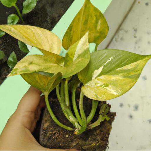 Tips for growing epipremnum aureum