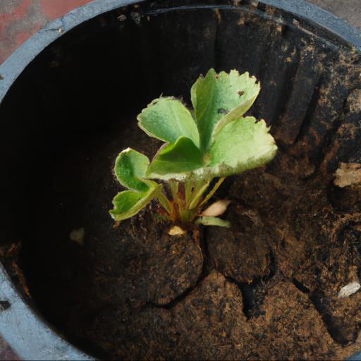 Tips for growing fragaria x ananassa buddy