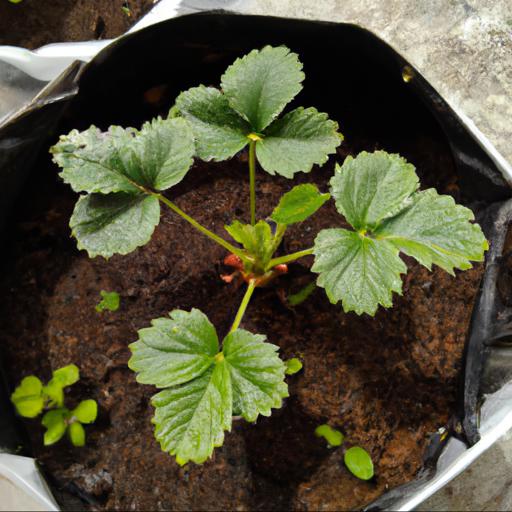 Tips for growing fragaria x ananassa monterey