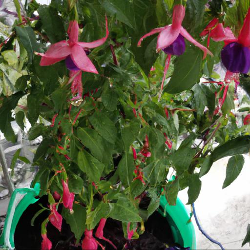 Tips for growing fuchsia triphylla