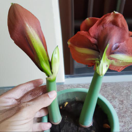 Tips for growing hippeastrum red lion