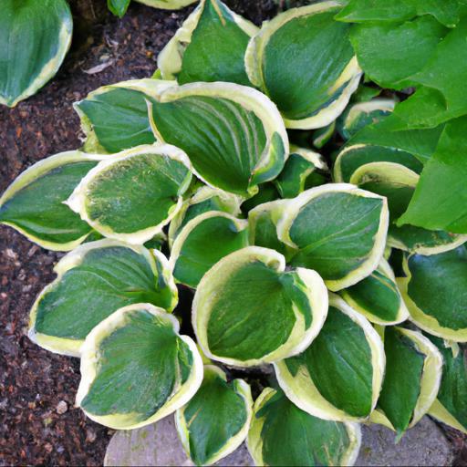 Tips for growing hosta shade fanfare