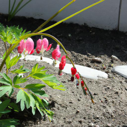 Tips for growing lamprocapnos spectabilis