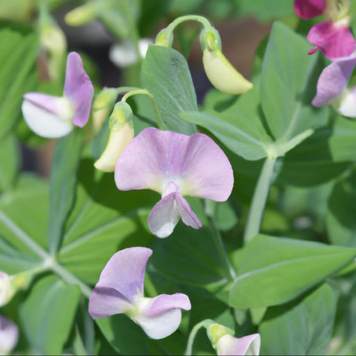 Tips for growing lathyrus odoratus america