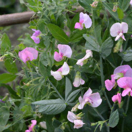 Tips for growing lathyrus odoratus erewhon