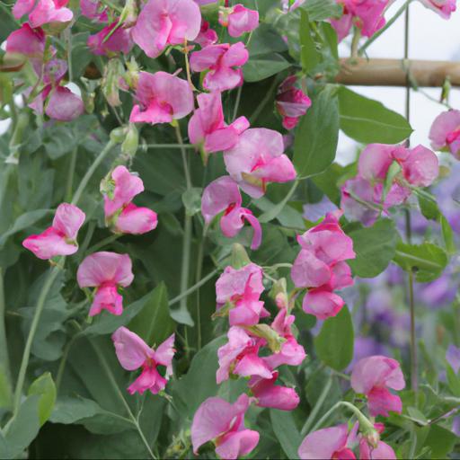 Tips for growing lathyrus odoratus linda c