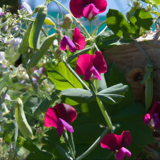 Tips for growing lathyrus odoratus matucana