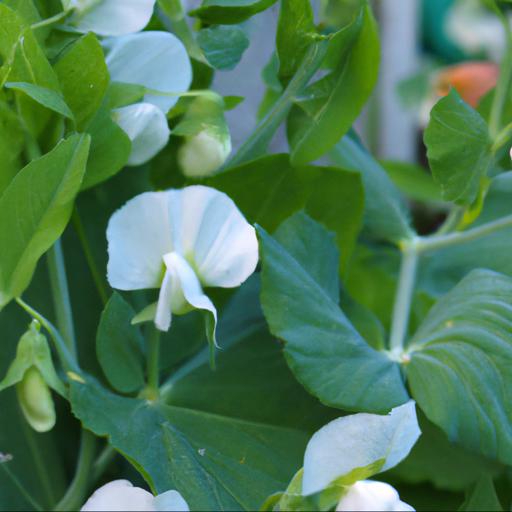 Tips for growing lathyrus odoratus white supreme