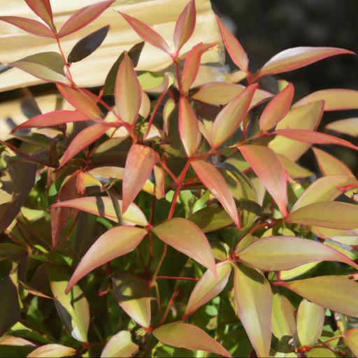 Tips for growing nandina domestica: how to get the most out of your plant